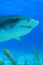Imagen de Depredadores marinos - 4