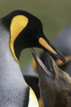 Imagen de Wild Chile: La vida sin agua - 4