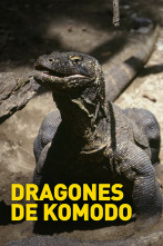 Imagen de Dragones de Komodo - 4