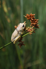 Imagen de La inundación del...: Primer impulso - 4