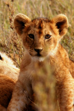 Imagen de Creciendo en África: Lecciones de caza - 4