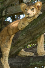 Imagen de Los leones trepadores - 4