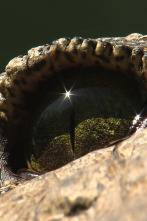 Imagen de El reino letal de África: Kalahari - 4