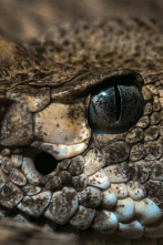 Imagen de Serpientes monstruosas - 4