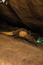 Imagen de Cocodrilos en las cuevas de Gabón - 4