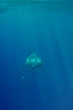 Imagen de ¿El tiburón blanco más grande del mundo?  - 4
