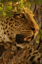 Imagen de Cazadores de África: Rivales mortales - 4