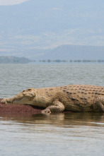 Un vaquero australiano: Cocodrilos fuera del agua