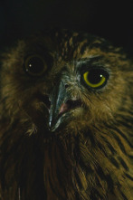 Imagen de Especial muerte al...: Durante la noche - 4