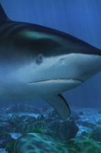 Imagen de Tiburón toro embravecido - 6