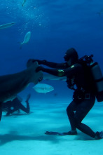 Imagen de Los tiburones más buscados - 5