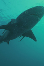 Imagen de Los secretos del tiburón toro - 5