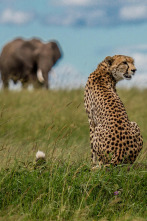 El linaje de los...: El cuento del leopardo