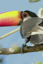 Imagen de Los animales más raros...: Mutantes salvajes - 4
