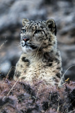 El reino helado del leopardo de las nieves