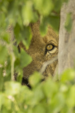 Imagen de Savage Kingdom: El sacrificio de una madre - 3