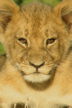 Imagen de Cecil: el legado de un rey - 5