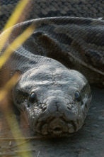 Imagen de Serpientes letales - 5