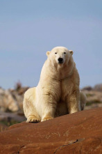 El reino del oso polar: El viaje del cachorro