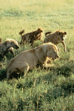Imagen de Eternos rivales: hienas y leones - 5
