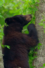 Imagen de Los Osos de los Parques Nacionales de America - 4