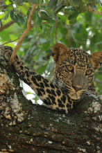 Imagen de El Leopardo de Sri Lanka - 5