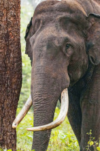 Imagen de Los secretos de los elefantes: Asia - 9