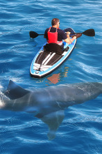 Imagen de Cuando los tiburones...: Sharktober - 4
