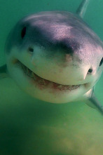 Imagen de Los tiburones blancos de Cabo Cod - 4