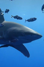 Imagen de Los tiburones del mar Rojo - 2