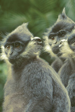 Wild Vietnam: El misterioso norte: la tierra de los bosques montañosos