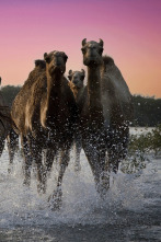 Imagen de Wild Arabia: Arabia Saudí - 3