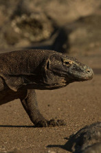 Dragón de Komodo: el rey de los reptiles