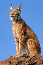 Imagen de La tierra del lince ibérico  - 3