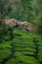 Wild India: El bosque monzónico