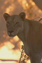 Imagen de Especial animales letales de África: Jugando al escondite - 2