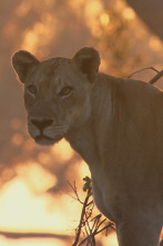 Imagen de Especial animales letales de África: Contienda en la orilla - 2