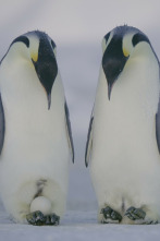 Imagen de Los secretos de los pingüinos  - 3