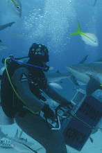 Imagen de Investigación: ataques...: Tiburones tigre en Hawái - 3
