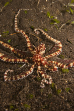 Imagen de Los secretos naturales...: Jóvenes y salvajes - 4