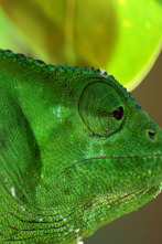 Imagen de Planeta reptil - 2