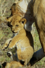 Imagen de Mara: el renacer de la...: El origen - 3