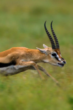 Imagen de Planeta felino - 7