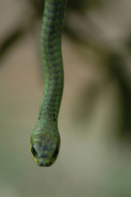 Imagen de El mundo secreto de...: América y Australia - 3