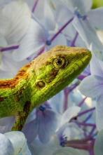 Imagen de Wild India: Nilgiris - 2