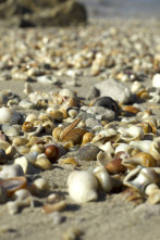 Imagen de Conchas: Moldeadas por la naturaleza - 3