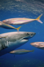 Imagen de Ataques de tiburones:...: Mar y tierra - 2