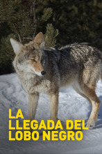 Imagen de La llegada del lobo negro - 4