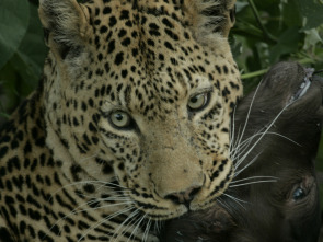 Imagen de Una odisea felina - 4