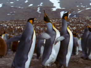 Imagen de Los animales más raros...: Los más raros de aire - 1